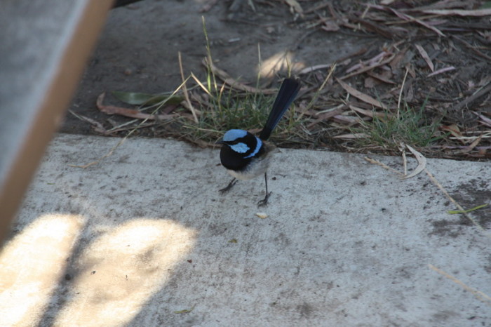 Tasmania - A little blue wren came to visit us during breakfast :)