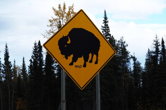 Canada 147 - Bison ahead ...