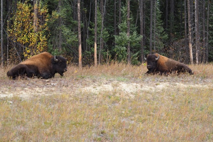 Canada 154 - Bison on the road to Liard Hotsprings