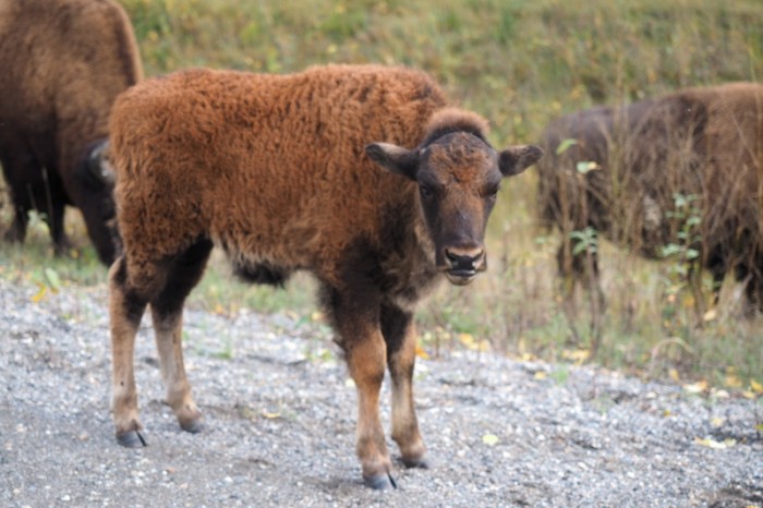Canada 180 - Baby bison!