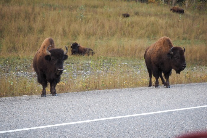 Canada 181 - More bison ... glad we weren't cycling next to these guys!