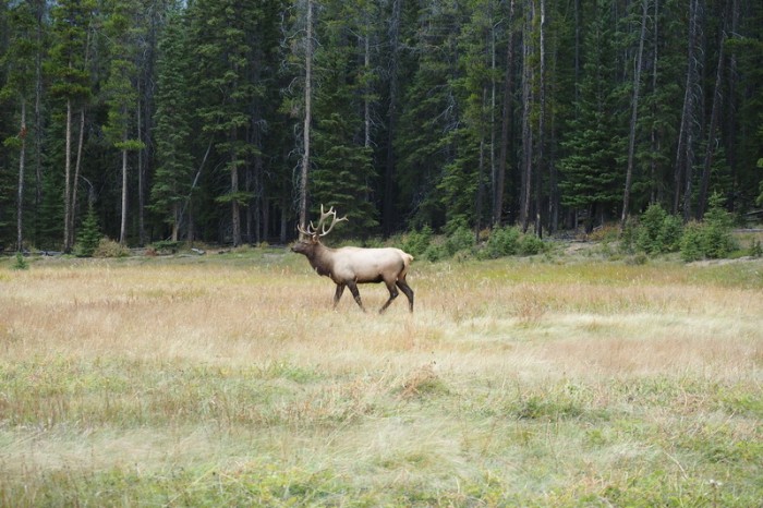 Canada 327 - Majestic Elk