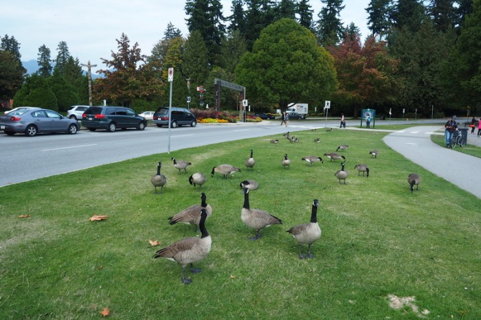 Vancouver - Geese at Stanley Park