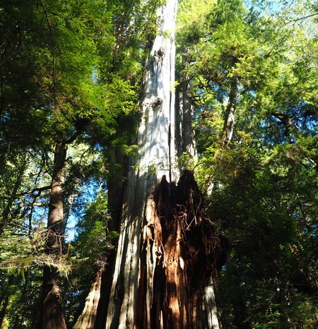 Olympic Peninsula, Washington State - The big cedar!