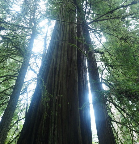 Portland to San Francisco - Stunning redwoods, Jedediah Smith Redwood State Park