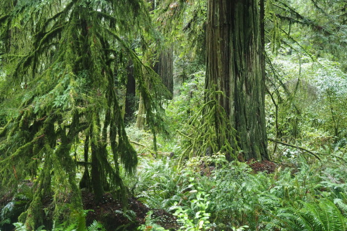 Portland to San Francisco - Jedediah Smith Redwood State Park