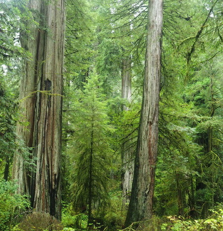 Portland to San Francisco - Jedediah Smith Redwood State Park