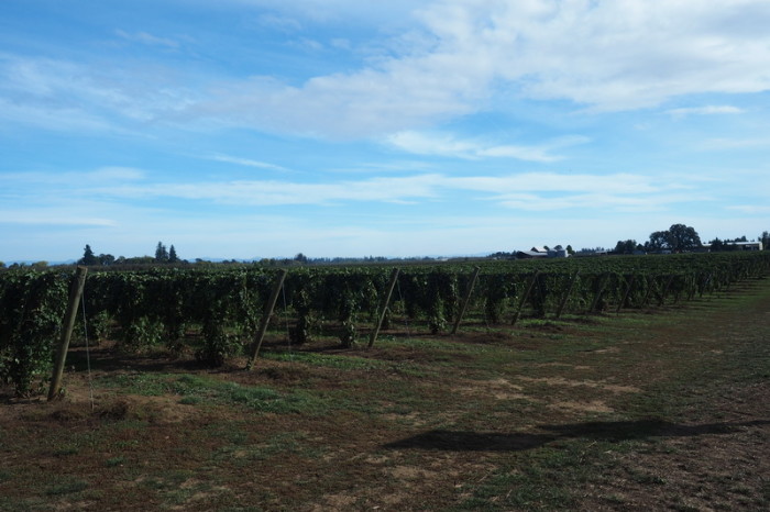 Portland to San Francisco - Beautiful vineyards in the Willamette Valley