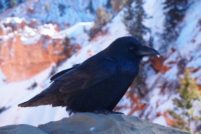 USA Road Trip - Freezing raven (?), Bryce Canyon National Park, Utah
