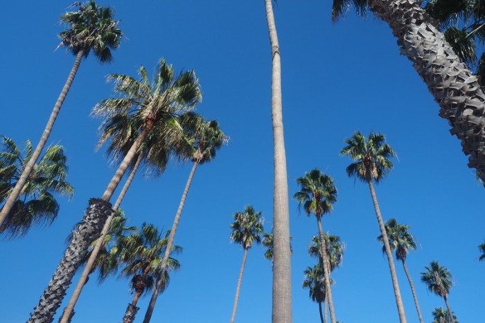 SF to LA - Palm trees, Santa Barbara