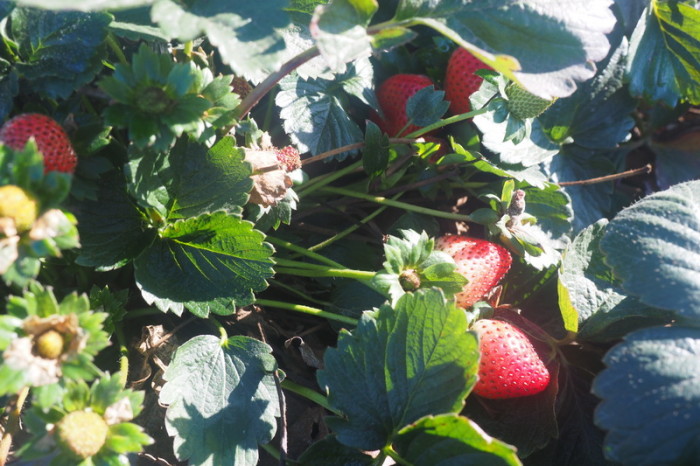 SF to LA - We passed fields of strawberries and other produce on the way to Monterey