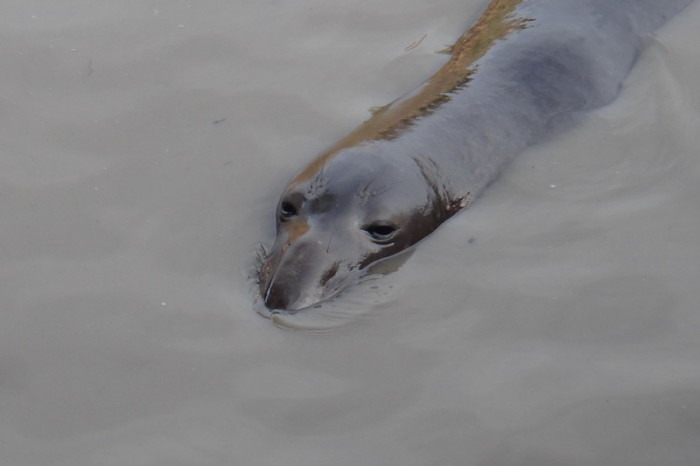 SF to LA - Super cute Elephant Seals, near San Simeon