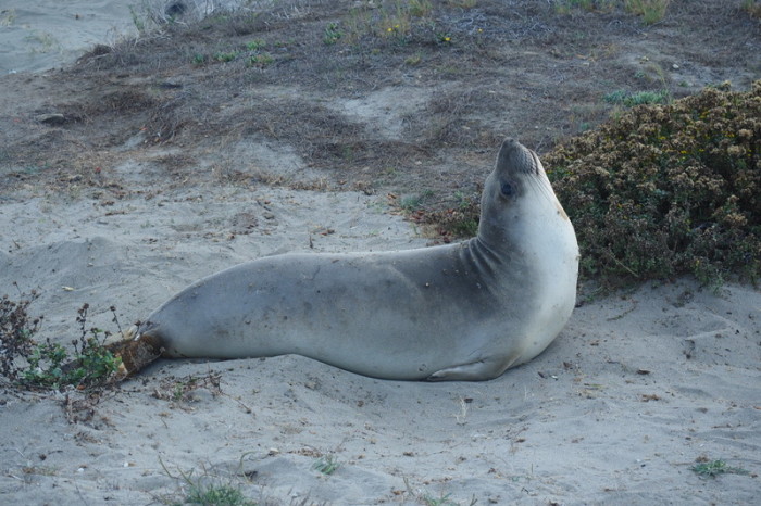 SF to LA - This Elephant Seal liked to pose for the camera!