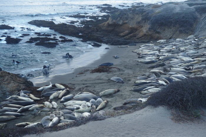 SF to LA - Big herd of Elephant Seals near San Simeon