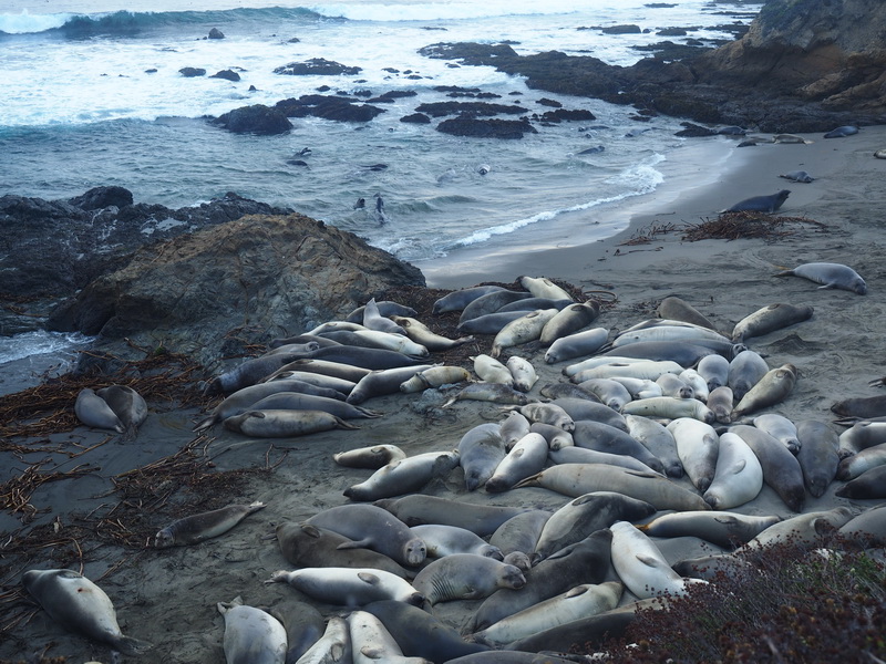 Big herd of Elephant Seals near San Simeon