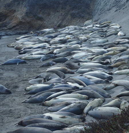 SF to LA - Big herd of Elephant Seals near San Simeon