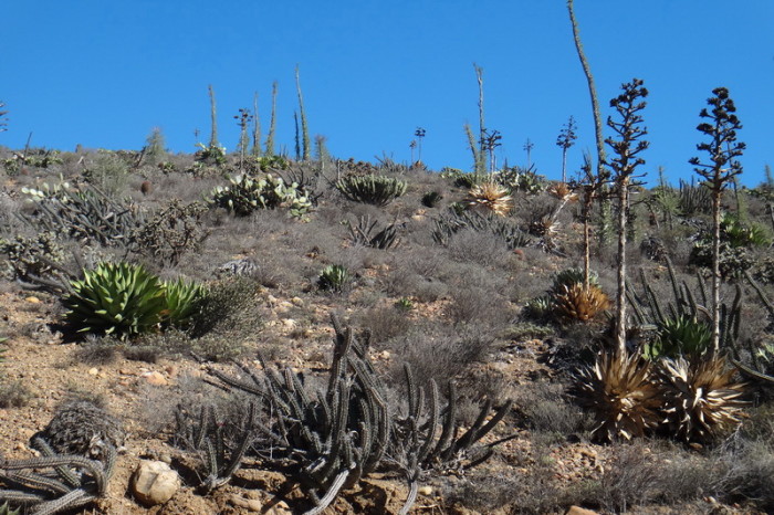 Baja California - Desert scenery on Day 1 of our Central Desert crossing