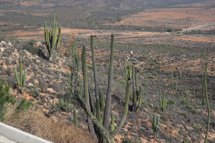Baja California - Views of cacti on Day 1 of our Central Desert crossing