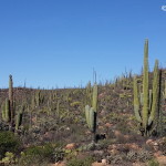 Views of cacti on Day 1 of our Central Desert crossing