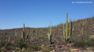 Views of cacti on Day 1 of our Central Desert crossing