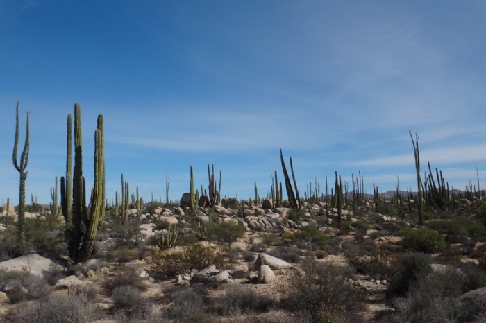 Baja California - Views of cacti on Day 2 of our Central Desert Crossing