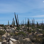 Views of cacti on Day 2 of our Central Desert crossing