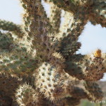 Close up of the cholla cactus in the Central Desert
