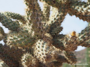 Close up of the cholla cactus in the Central Desert