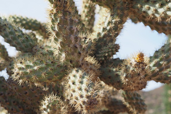 Baja California - Close up of the cholla cactus in the Central Desert 