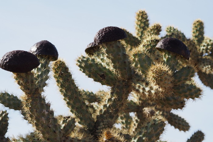 Baja California - David had fun decorating this cholla cacti after lunch!