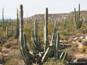 More cacti on Day 2 of our Central Desert crossing