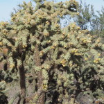 The Central Desert is full of different species of cacti. Here is a cholla cactus in bloom.