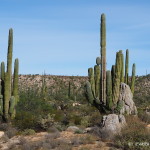 The distinctive cardon cactus - we loved these!