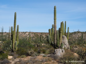 The distinctive cardon cactus - we loved these!