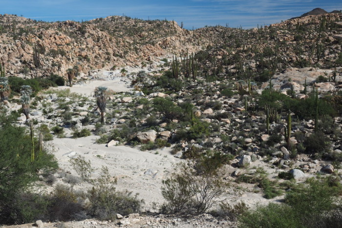 Baja California - Dry river bed near the Cataviña Boulder Field on Day 2 of our Central Desert crossing 
