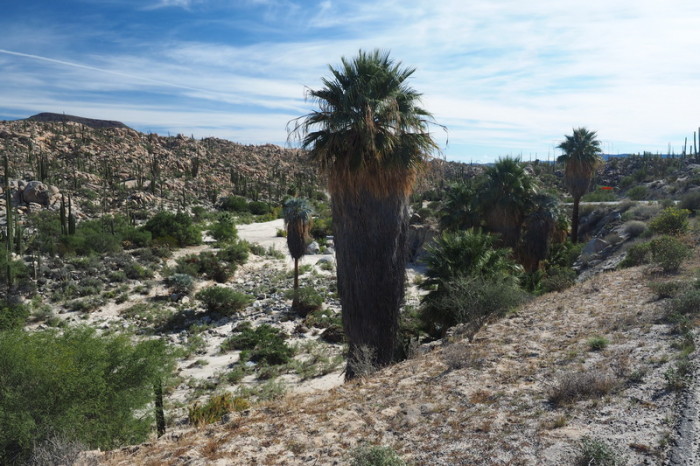 Baja California - Dry river bed with palm trees near the Cataviña Boulder Field on Day 2 of our Central Desert crossing 
