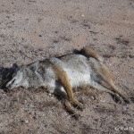 Coyote roadkill ....