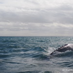 The back of a grey whale near Guerrero Negro