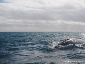 The back of a grey whale near Guerrero Negro