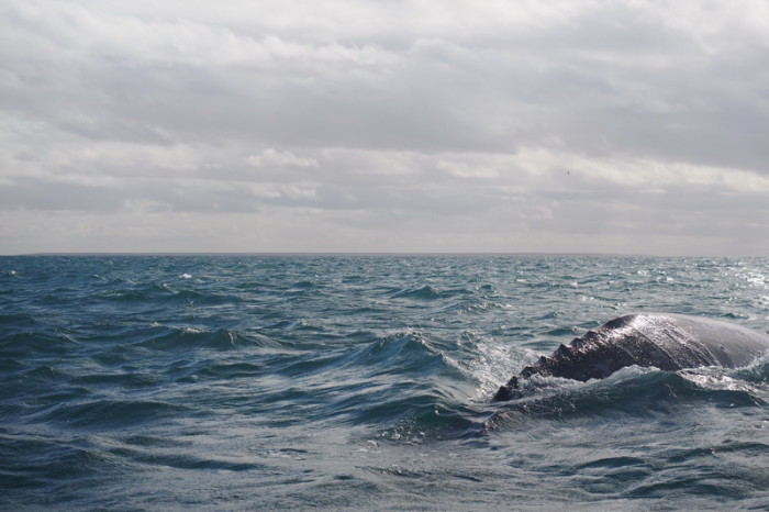 Baja California - The back of a grey whale near Guerrero Negro