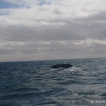 Tail of a beautiful grey whale near Guerrero Negro