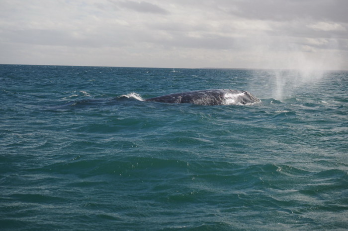 Baja California - A grey whale surfacing near Guerrero Negro