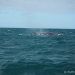 A grey whale surfacing near Guerrero Negro