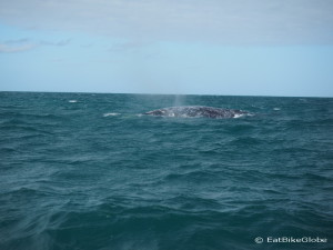 A grey whale surfacing near Guerrero Negro