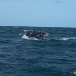 Tail of a beautiful grey whale near Guerrero Negro
