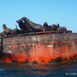 Friendly sea lion colony near Guerrero Negro