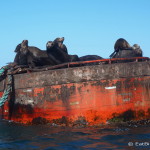 Friendly sea lion colony near Guerrero Negro