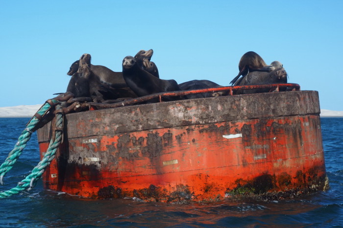 Baja California - Friendly sea lion colony near Guerrero Negro