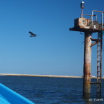 Osprey taking flight near Guerrero Negro