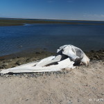 Remains of a grey whale, at the Laguna Ojo  de Liebre near Guerrero Negro